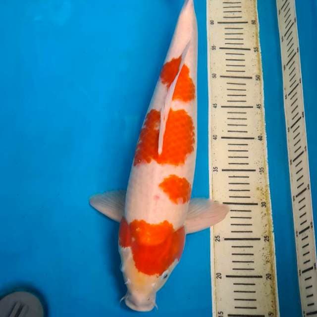 Kohaku 55 bu