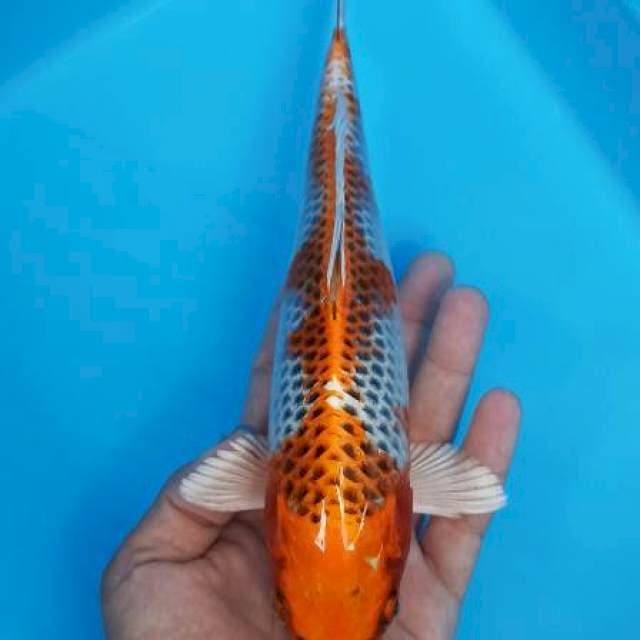 Kujaku manis 26cm