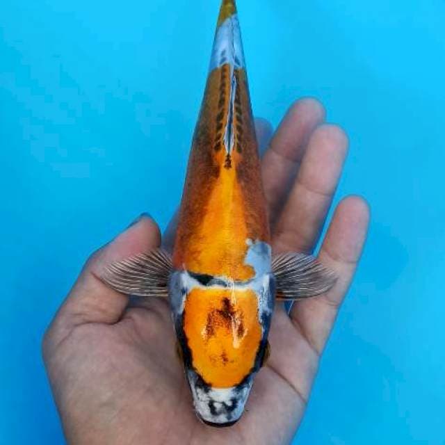 Maruten kin kikokuryu 22cm
