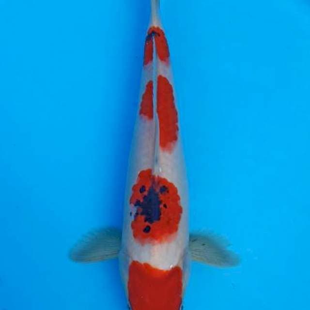 Ikan biasa cuma original sanke ceplok 4 25bu