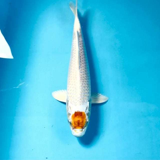 Tancho Hariwake, 26 cm