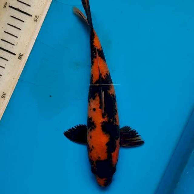 Utsuri 22cm