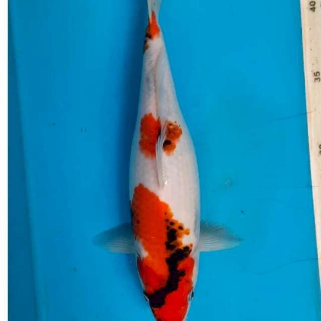 Showa 26cm