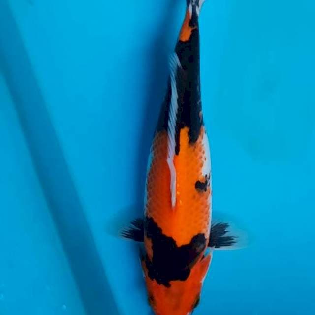 Showa 25cm