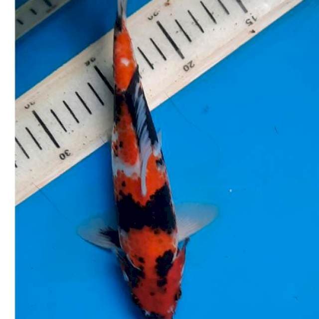 Showa 24cm