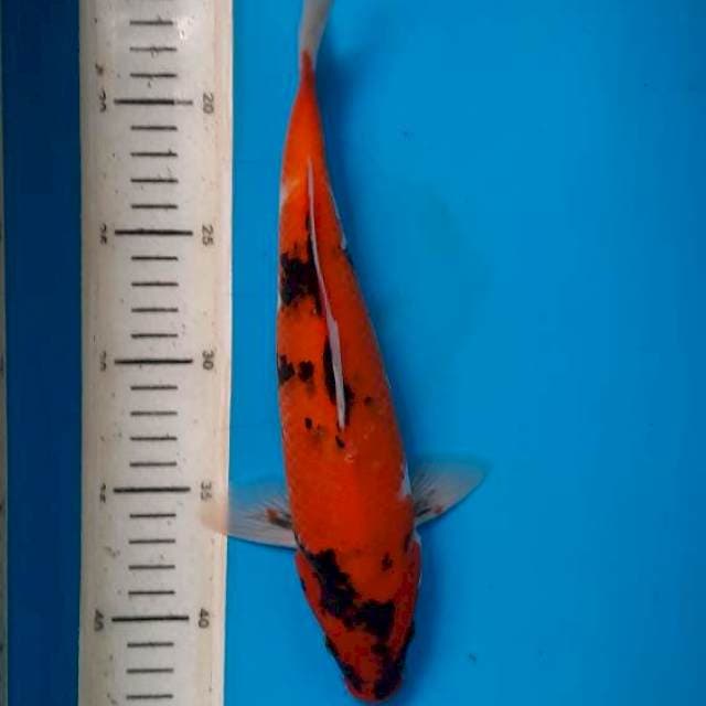 Hi showa 29cm