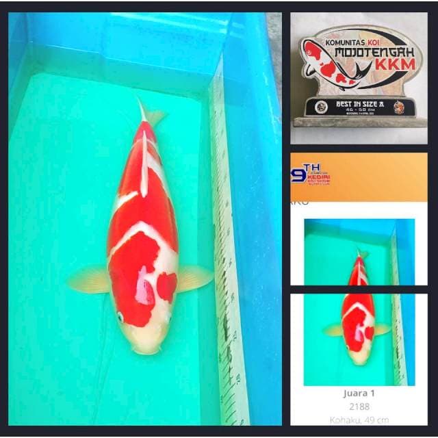 Super Quality Kohaku 49cm (F)