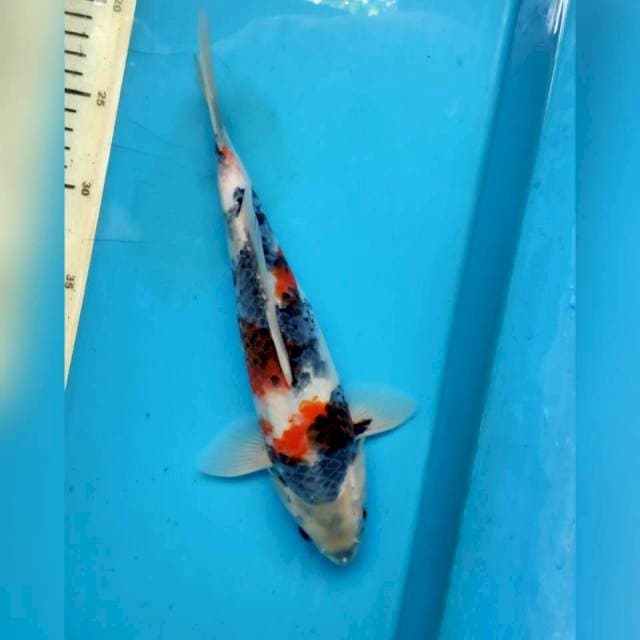 Showa 29cm