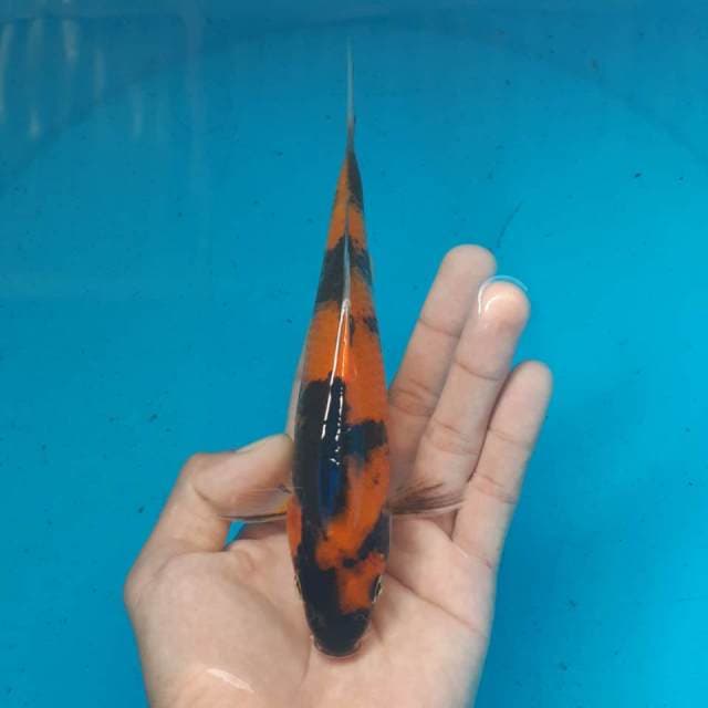 HI SHOWA MALE
