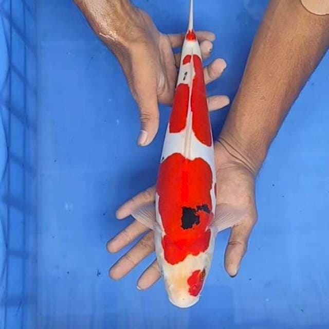 Sanke doit 34cm