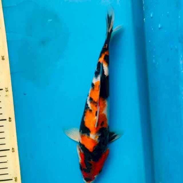 Showa 27cm