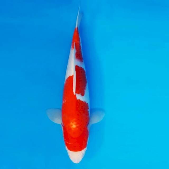 MAGOI 3 - Kohaku ®