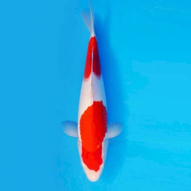 MAGOI 14 - Kohaku ®