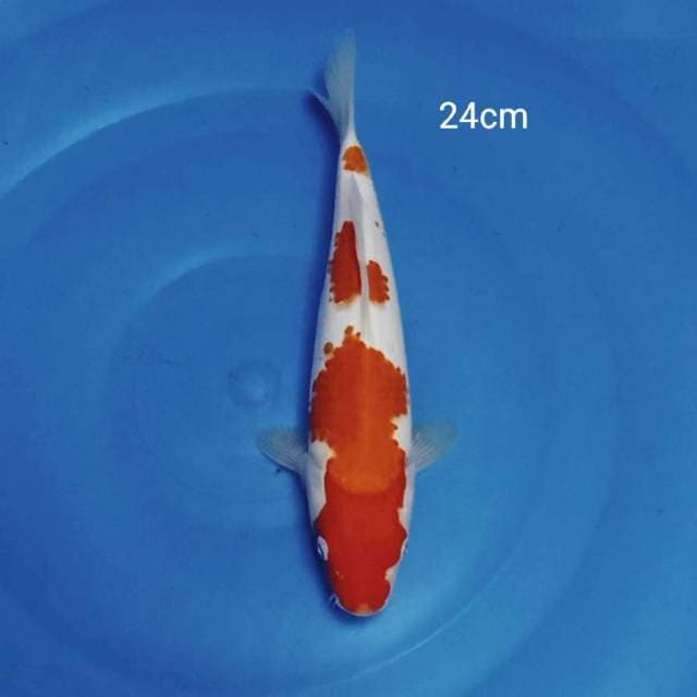 Kohaku 3 step 24cm