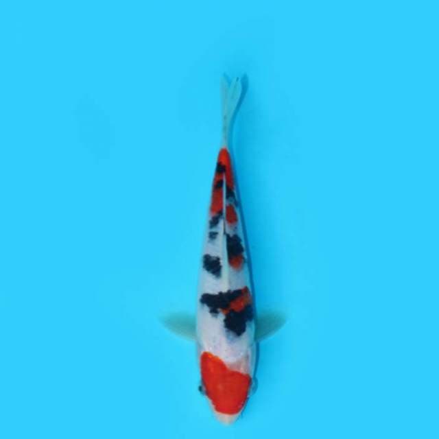17CM - MARUZOME SANKE