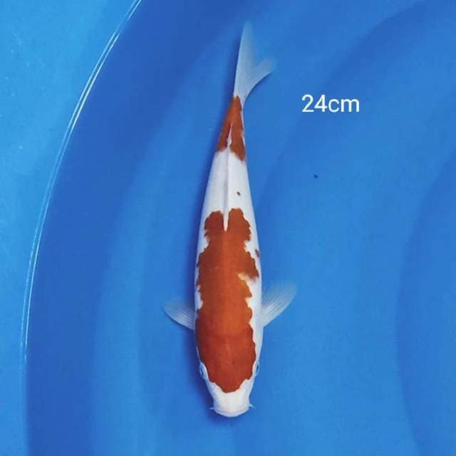 Kohaku