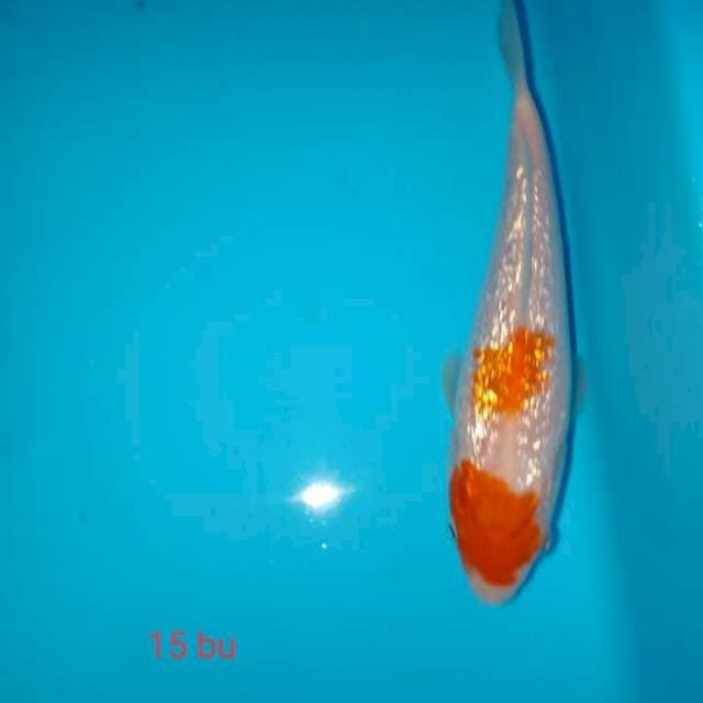 kohaku ginrin