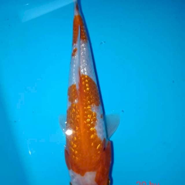 kohaku ginrin