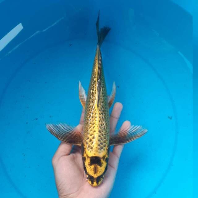 KUMPAI GOLD GINRIN