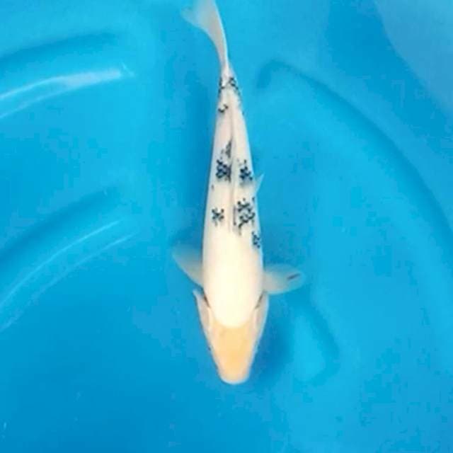Shiro omosako 35bu