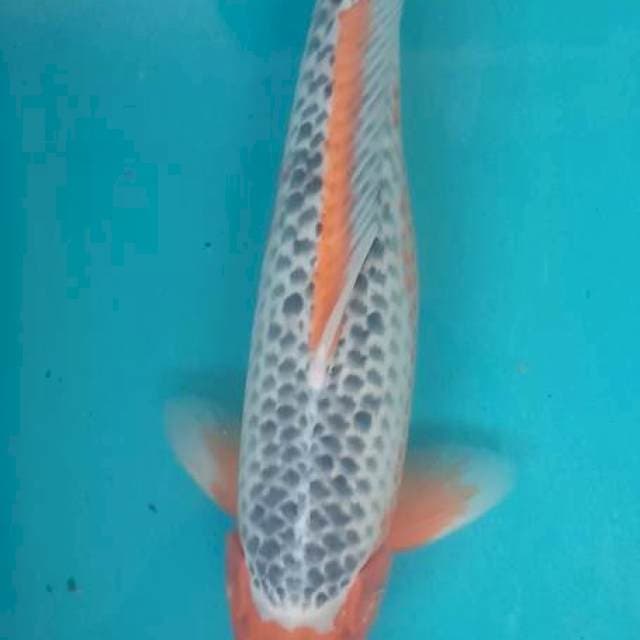 Asagi 40bu