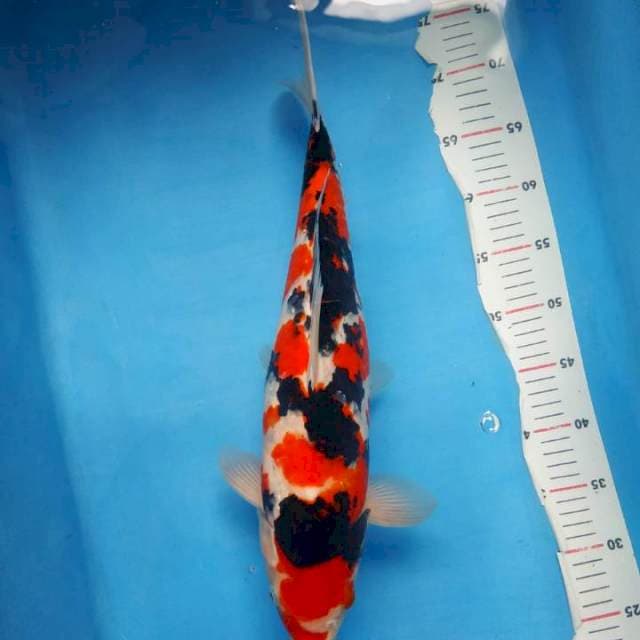 Sanke tsubosumi 55bu