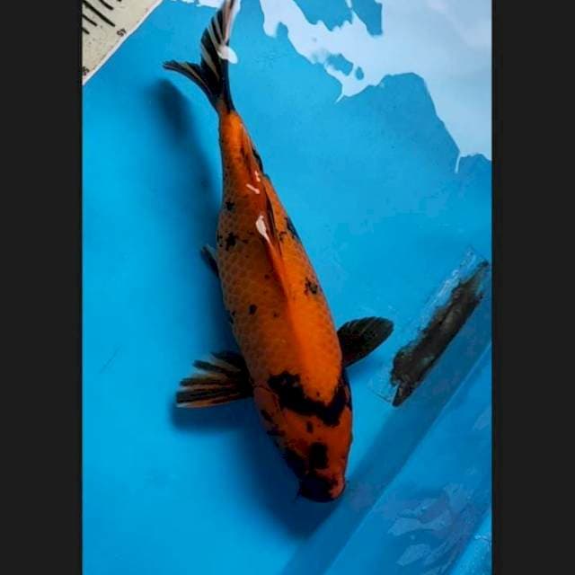 Utsuri jumbo 40 cm siap pijah