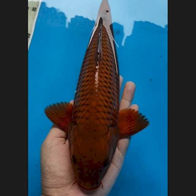 Chagoi tembaga 32 cm