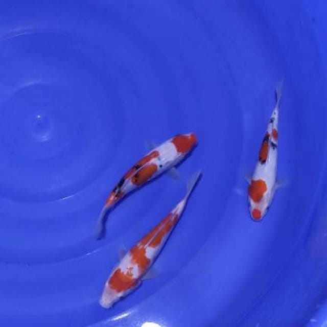 Mix