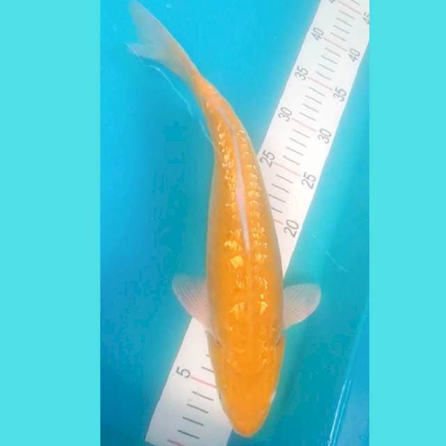 Karashi Gin Rin 38cm