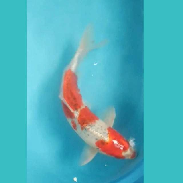 Red Goshiki 33cm