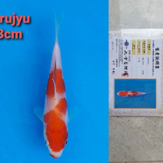 Marujyu kohaku 13cm certi