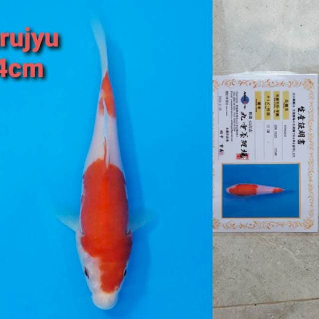 Marujyu kohaku 14cm certi
