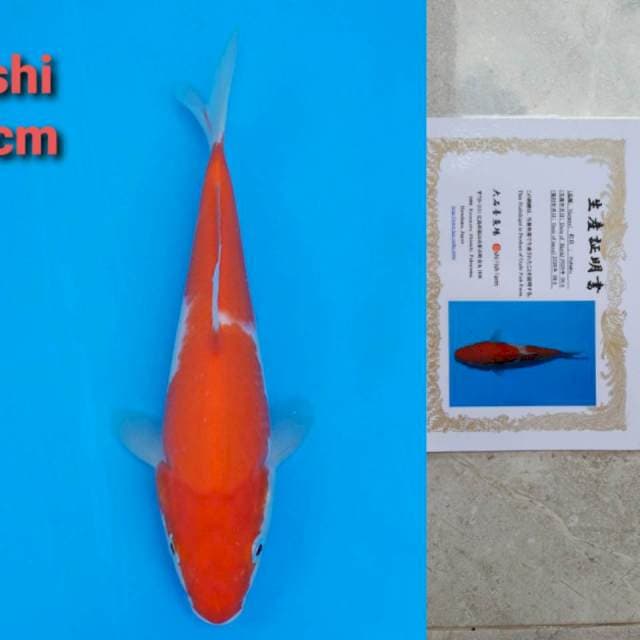 Oishi kohaku 19cm certi