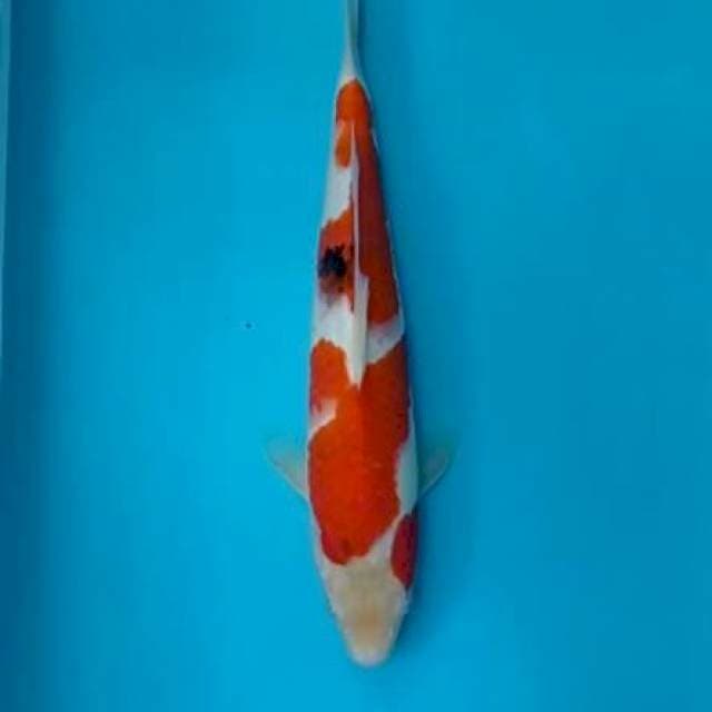 shanke 36 cm