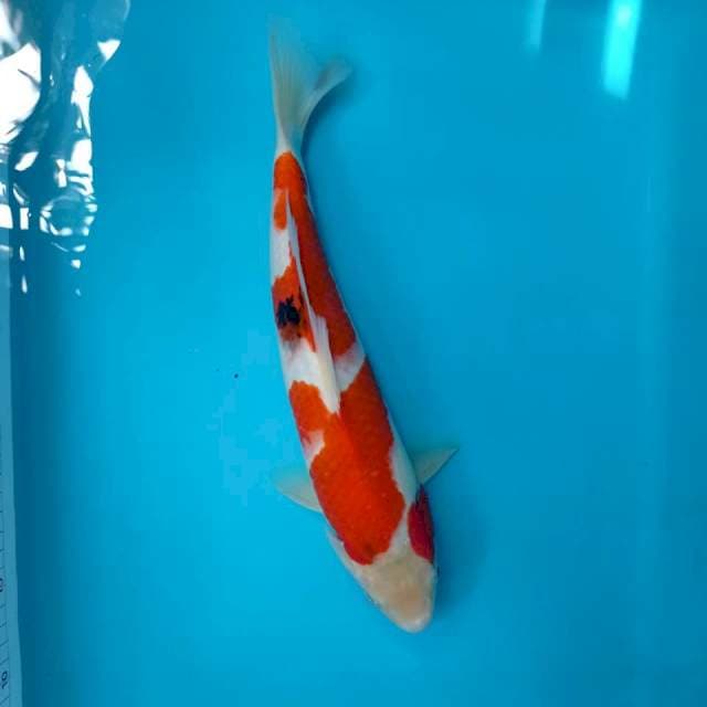 shanke 36 cm