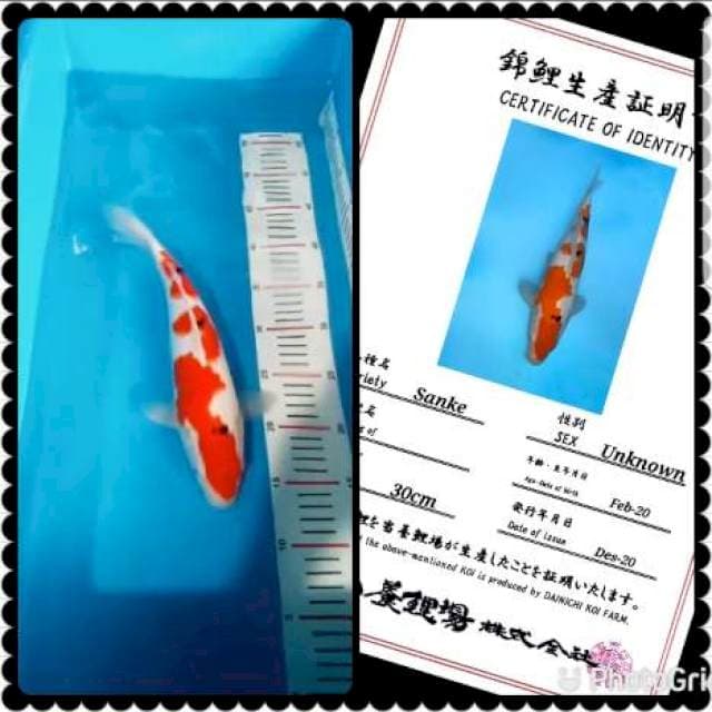 Sanke import 35BU