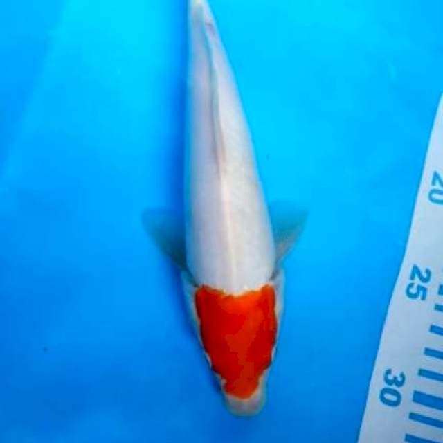 Tc KOHAKu ory 27cm