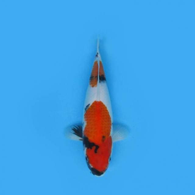 35CM - SHOWA SANSHOKU