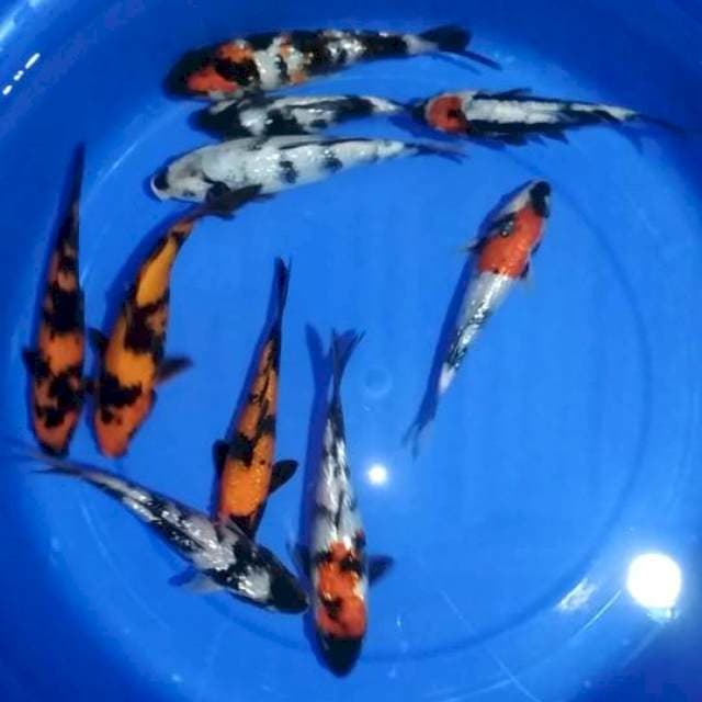 Mix 10 ekor 18-22cm