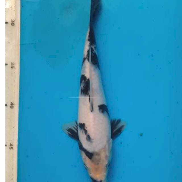 Shiro 23cm