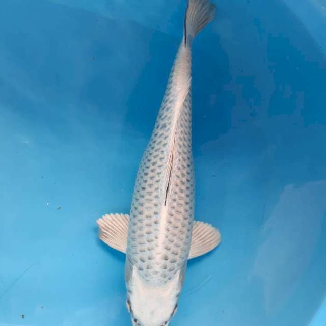 Matsuba 38 cm