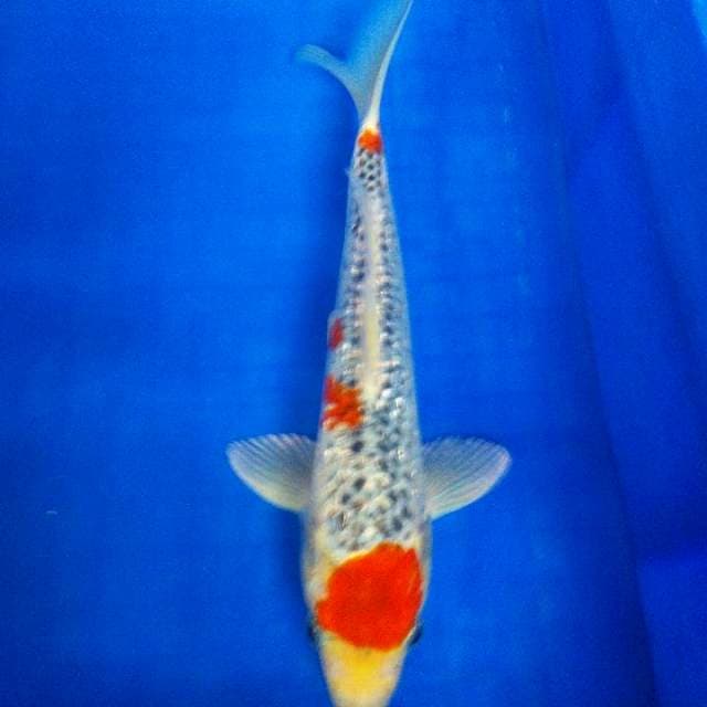 Ghosiki Gindrin 26cm