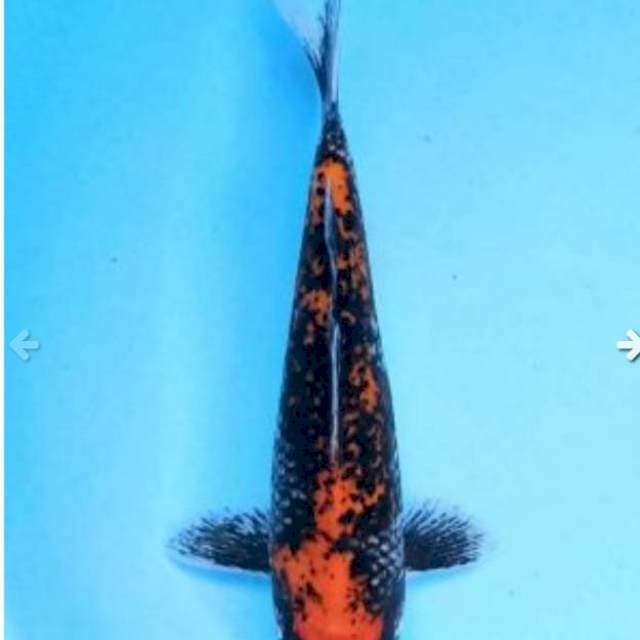 Matsukawabake 20cm