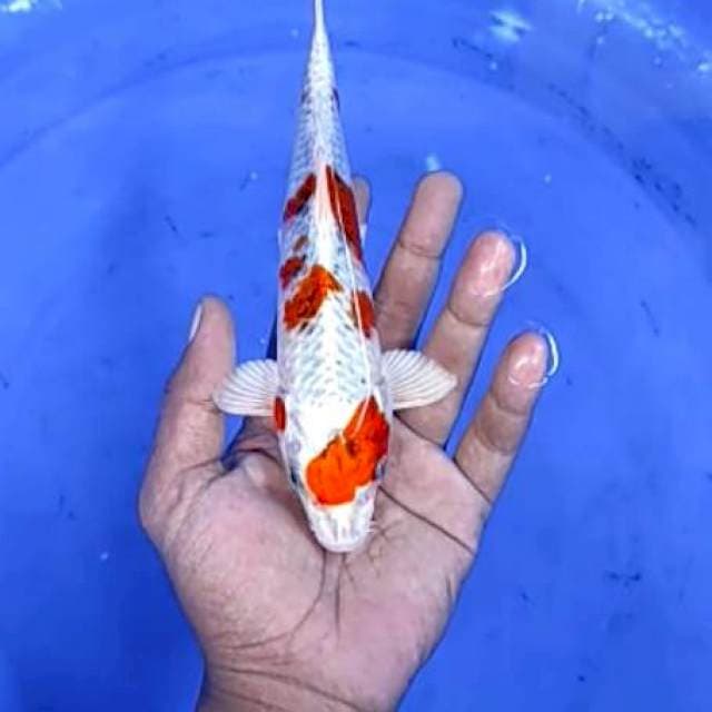 2. Hikari -21 cm
