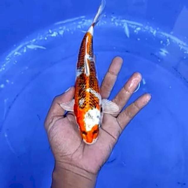 7. Kujaku - 23cm - jantan