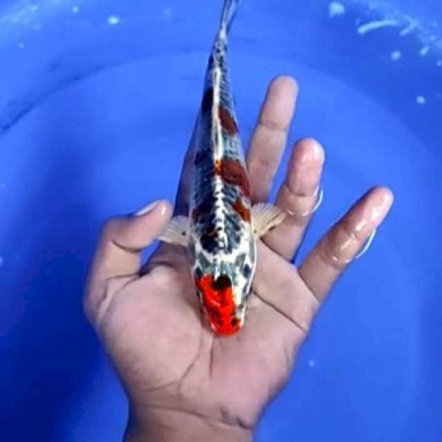 9. Kohaku - 19 cm