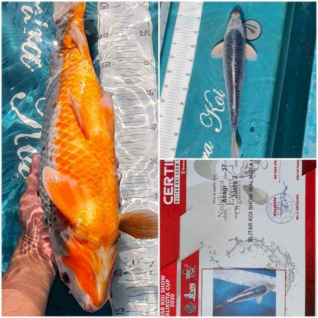 48cm Asagi Serti juara