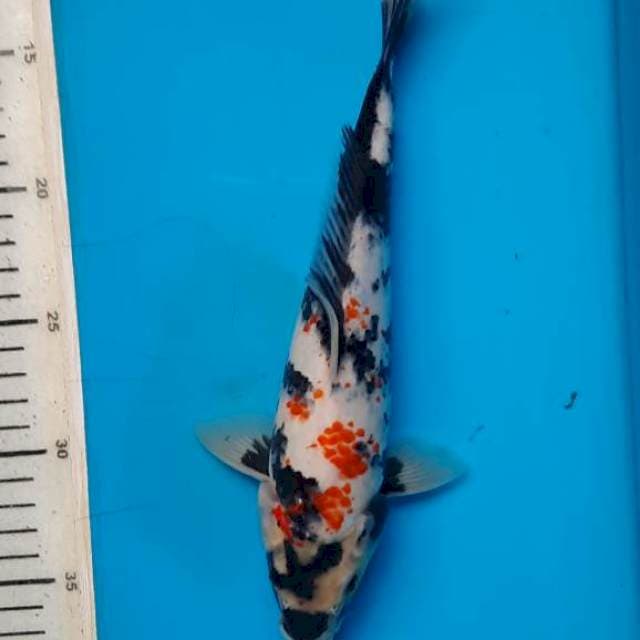 Showa kanoko 25cm