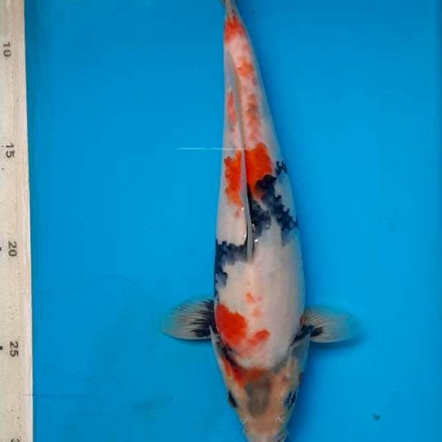 Maruten showa 25cm